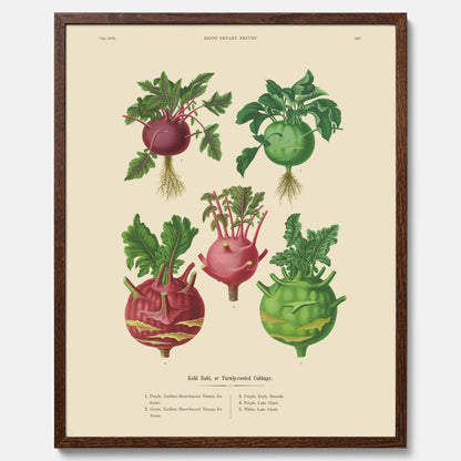 Kökstavla med Kålrabbi &amp; Kålrot poster – Plansch med kålrabbi, kålrotposter av Ernst Benary, tavla med kålrabbi och kålrot, skolposter, köksposter, poster till kök