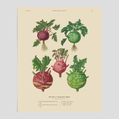 Kökstavla med Kålrabbi &amp; Kålrot poster – Plansch med kålrabbi, kålrotposter av Ernst Benary, tavla med kålrabbi och kålrot, skolposter, köksposter, poster till kök