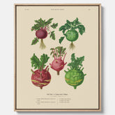 Kökstavla med Kålrabbi & Kålrot poster – Canvas med kålrabbi, kålrotposter av Ernst Benary, tavla med kålrabbi och kålrot, skolposter, köksposter, poster till kök