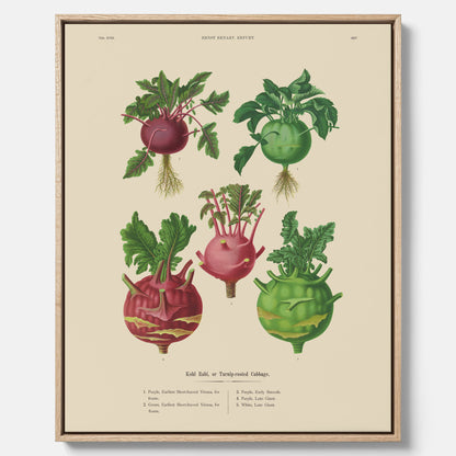 Kökstavla med Kålrabbi &amp; Kålrot poster – Canvas med kålrabbi, kålrotposter av Ernst Benary, tavla med kålrabbi och kålrot, skolposter, köksposter, poster till kök