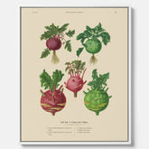 Kökstavla med Kålrabbi & Kålrot poster – Canvas med kålrabbi, kålrotposter av Ernst Benary, tavla med kålrabbi och kålrot, skolposter, köksposter, poster till kök