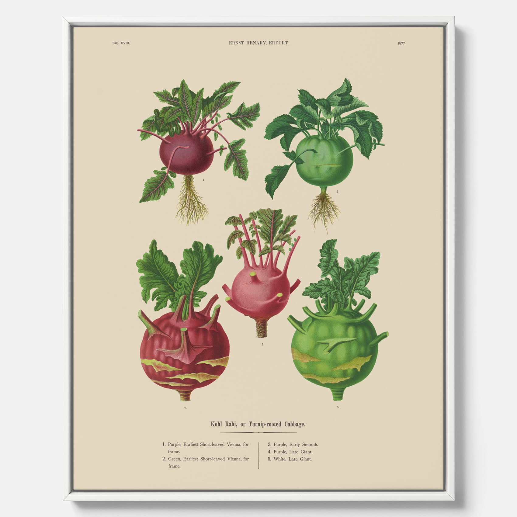 Kökstavla med Kålrabbi &amp; Kålrot poster – Canvas med kålrabbi, kålrotposter av Ernst Benary, tavla med kålrabbi och kålrot, skolposter, köksposter, poster till kök