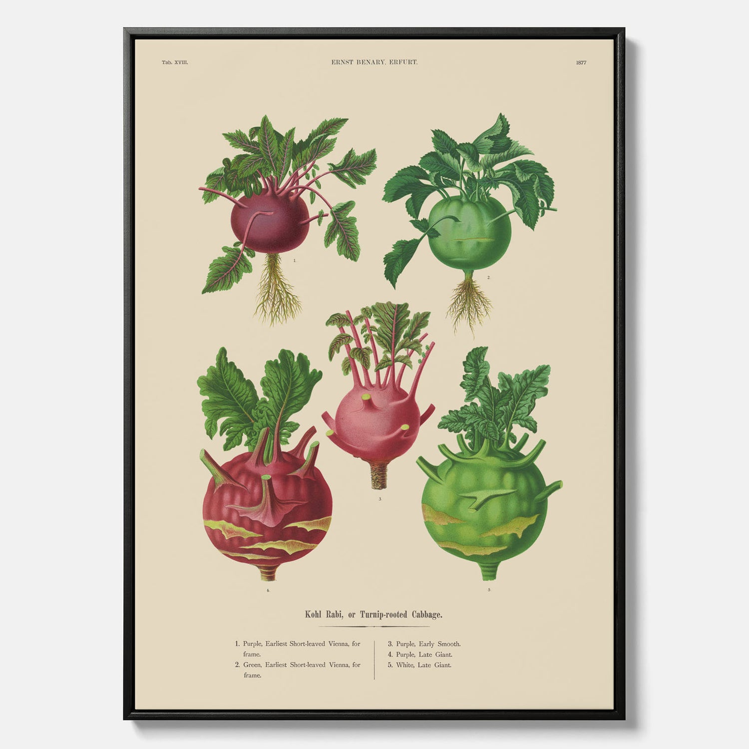 Kökstavla med Kålrabbi &amp; Kålrot poster – Canvas med kålrabbi, kålrotposter av Ernst Benary, tavla med kålrabbi och kålrot, skolposter, köksposter, poster till kök