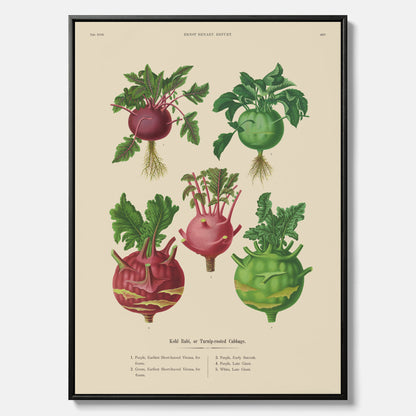 Kökstavla med Kålrabbi &amp; Kålrot poster – Canvas med kålrabbi, kålrotposter av Ernst Benary, tavla med kålrabbi och kålrot, skolposter, köksposter, poster till kök