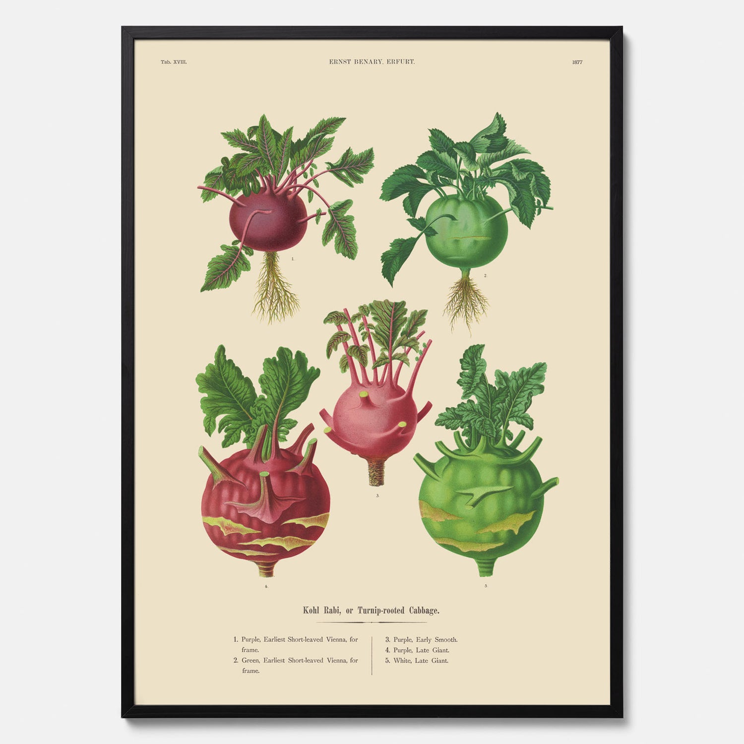 Kökstavla med Kålrabbi &amp; Kålrot poster – Plansch med kålrabbi, kålrotposter av Ernst Benary, tavla med kålrabbi och kålrot, skolposter, köksposter, poster till kök