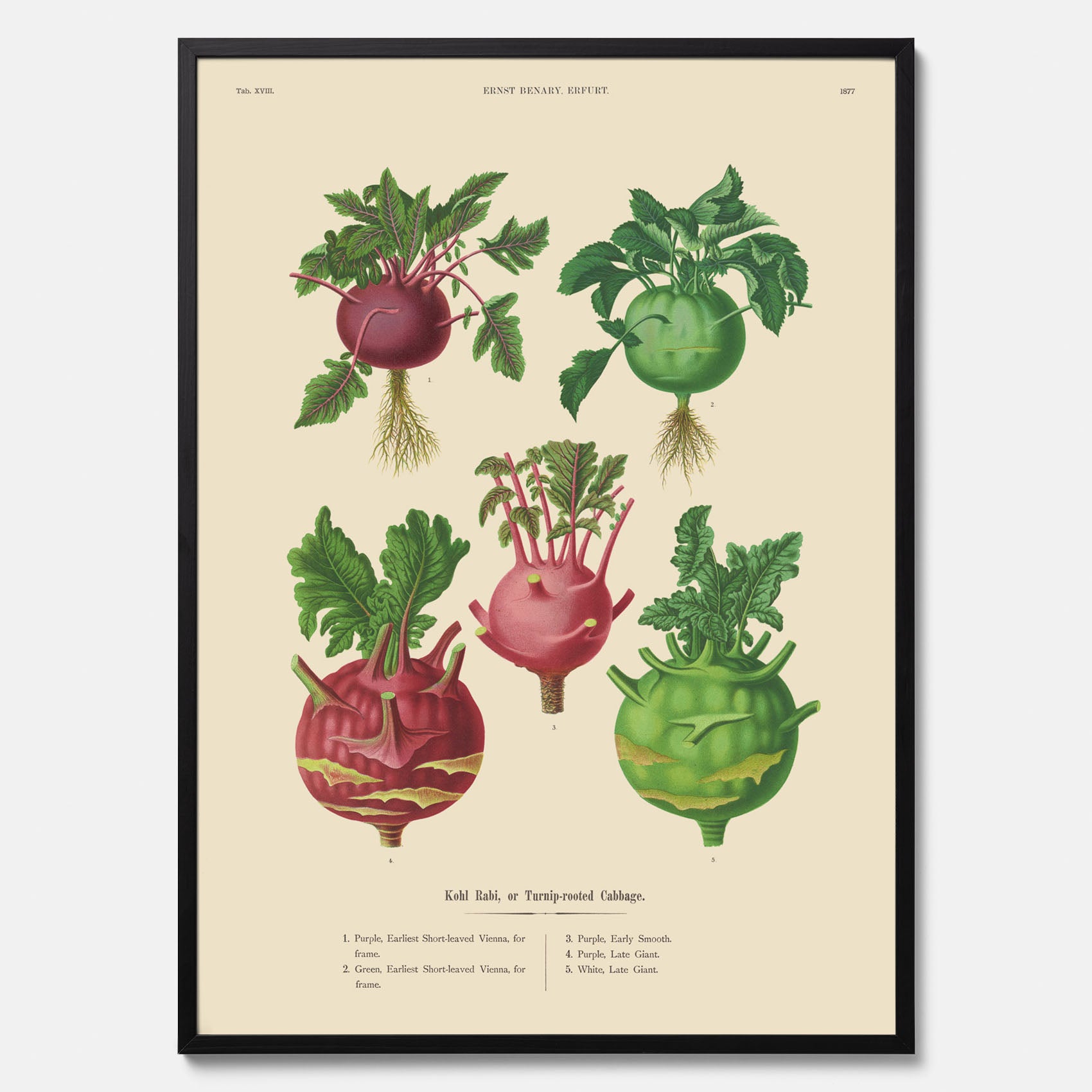 Kökstavla med Kålrabbi &amp; Kålrot poster – Plansch med kålrabbi, kålrotposter av Ernst Benary, tavla med kålrabbi och kålrot, skolposter, köksposter, poster till kök