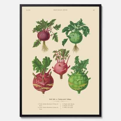 Kökstavla med Kålrabbi &amp; Kålrot poster – Plansch med kålrabbi, kålrotposter av Ernst Benary, tavla med kålrabbi och kålrot, skolposter, köksposter, poster till kök