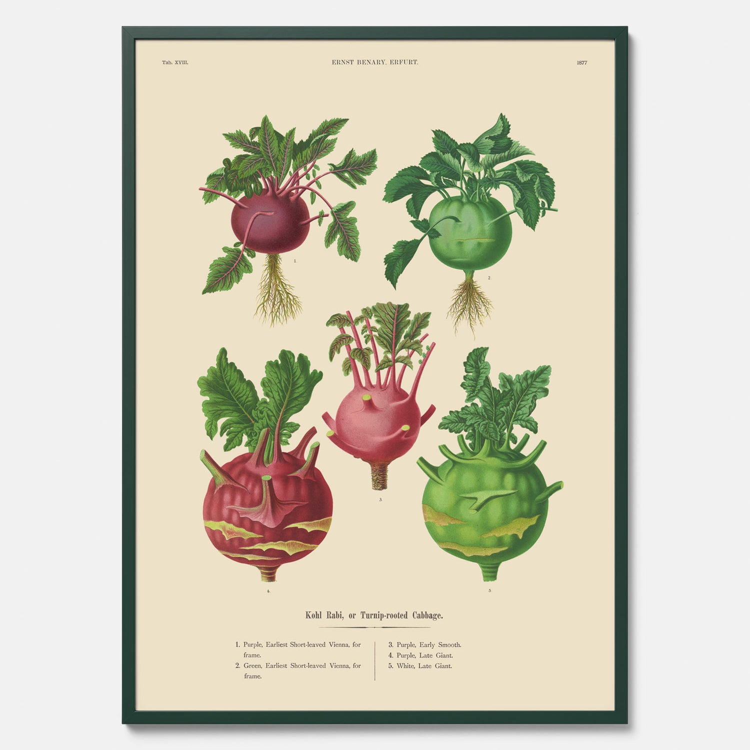 Kökstavla med Kålrabbi &amp; Kålrot poster – Plansch med kålrabbi, kålrotposter av Ernst Benary, tavla med kålrabbi och kålrot, skolposter, köksposter, poster till kök