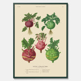 Kökstavla med Kålrabbi & Kålrot poster – Plansch med kålrabbi, kålrotposter av Ernst Benary, tavla med kålrabbi och kålrot, skolposter, köksposter, poster till kök