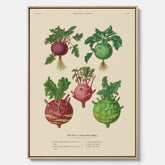 Kökstavla med Kålrabbi & Kålrot poster – Canvas med kålrabbi, kålrotposter av Ernst Benary, tavla med kålrabbi och kålrot, skolposter, köksposter, poster till kök