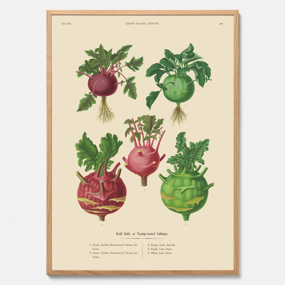 Kökstavla med Kålrabbi &amp; Kålrot poster – Plansch med kålrabbi, kålrotposter av Ernst Benary, tavla med kålrabbi och kålrot, skolposter, köksposter, poster till kök