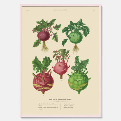 Kökstavla med Kålrabbi &amp; Kålrot poster – Plansch med kålrabbi, kålrotposter av Ernst Benary, tavla med kålrabbi och kålrot, skolposter, köksposter, poster till kök