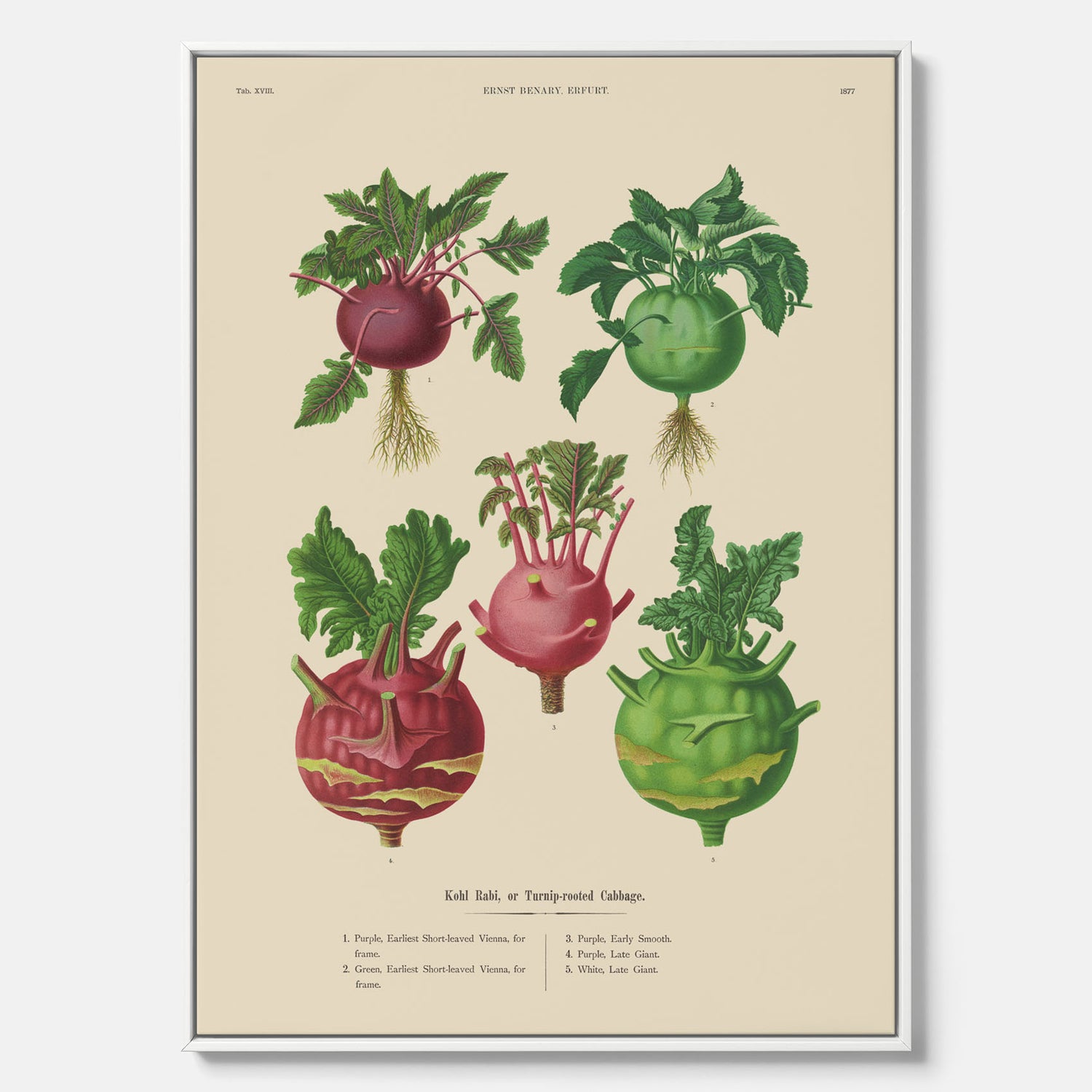 Kökstavla med Kålrabbi &amp; Kålrot poster – Canvas med kålrabbi, kålrotposter av Ernst Benary, tavla med kålrabbi och kålrot, skolposter, köksposter, poster till kök