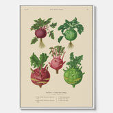 Kökstavla med Kålrabbi & Kålrot poster – Canvas med kålrabbi, kålrotposter av Ernst Benary, tavla med kålrabbi och kålrot, skolposter, köksposter, poster till kök