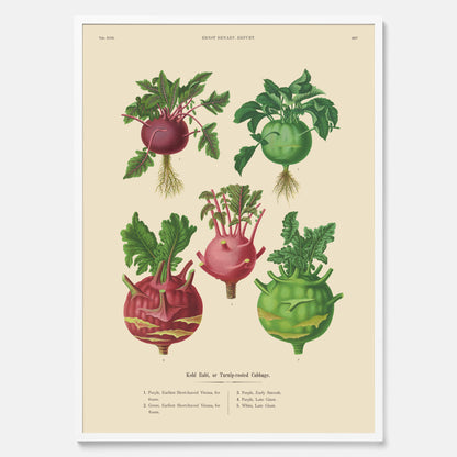 Kökstavla med Kålrabbi &amp; Kålrot poster – Plansch med kålrabbi, kålrotposter av Ernst Benary, tavla med kålrabbi och kålrot, skolposter, köksposter, poster till kök