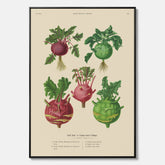 Kökstavla med Kålrabbi & Kålrot poster – Canvas med kålrabbi, kålrotposter av Ernst Benary, tavla med kålrabbi och kålrot, skolposter, köksposter, poster till kök
