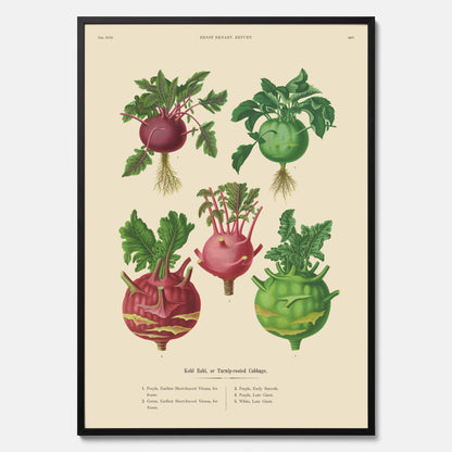 Kökstavla med Kålrabbi &amp; Kålrot poster – Plansch med kålrabbi, kålrotposter av Ernst Benary, tavla med kålrabbi och kålrot, skolposter, köksposter, poster till kök