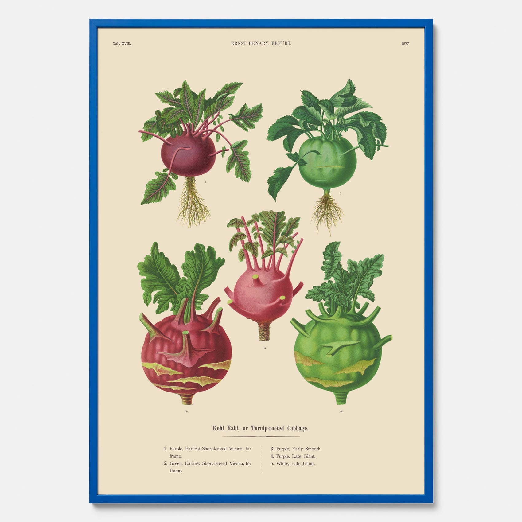 Kökstavla med Kålrabbi &amp; Kålrot poster – Plansch med kålrabbi, kålrotposter av Ernst Benary, tavla med kålrabbi och kålrot, skolposter, köksposter, poster till kök