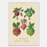 Kökstavla med Kålrabbi & Kålrot poster – Plansch med kålrabbi, kålrotposter av Ernst Benary, tavla med kålrabbi och kålrot, skolposter, köksposter, poster till kök