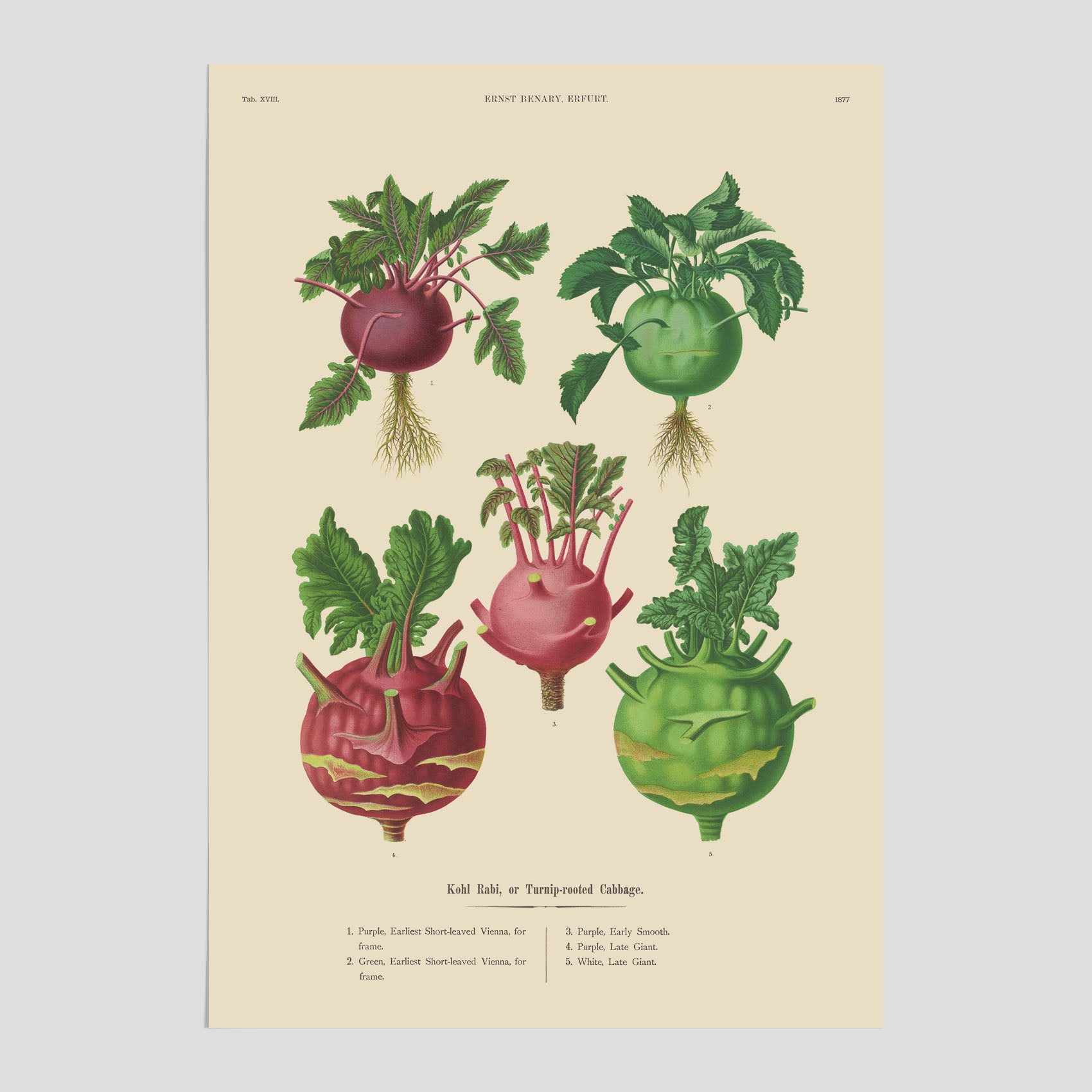 Kökstavla med Kålrabbi &amp; Kålrot poster – Plansch med kålrabbi, kålrotposter av Ernst Benary, tavla med kålrabbi och kålrot, skolposter, köksposter, poster till kök