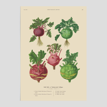 Kökstavla med Kålrabbi &amp; Kålrot poster – Plansch med kålrabbi, kålrotposter av Ernst Benary, tavla med kålrabbi och kålrot, skolposter, köksposter, poster till kök