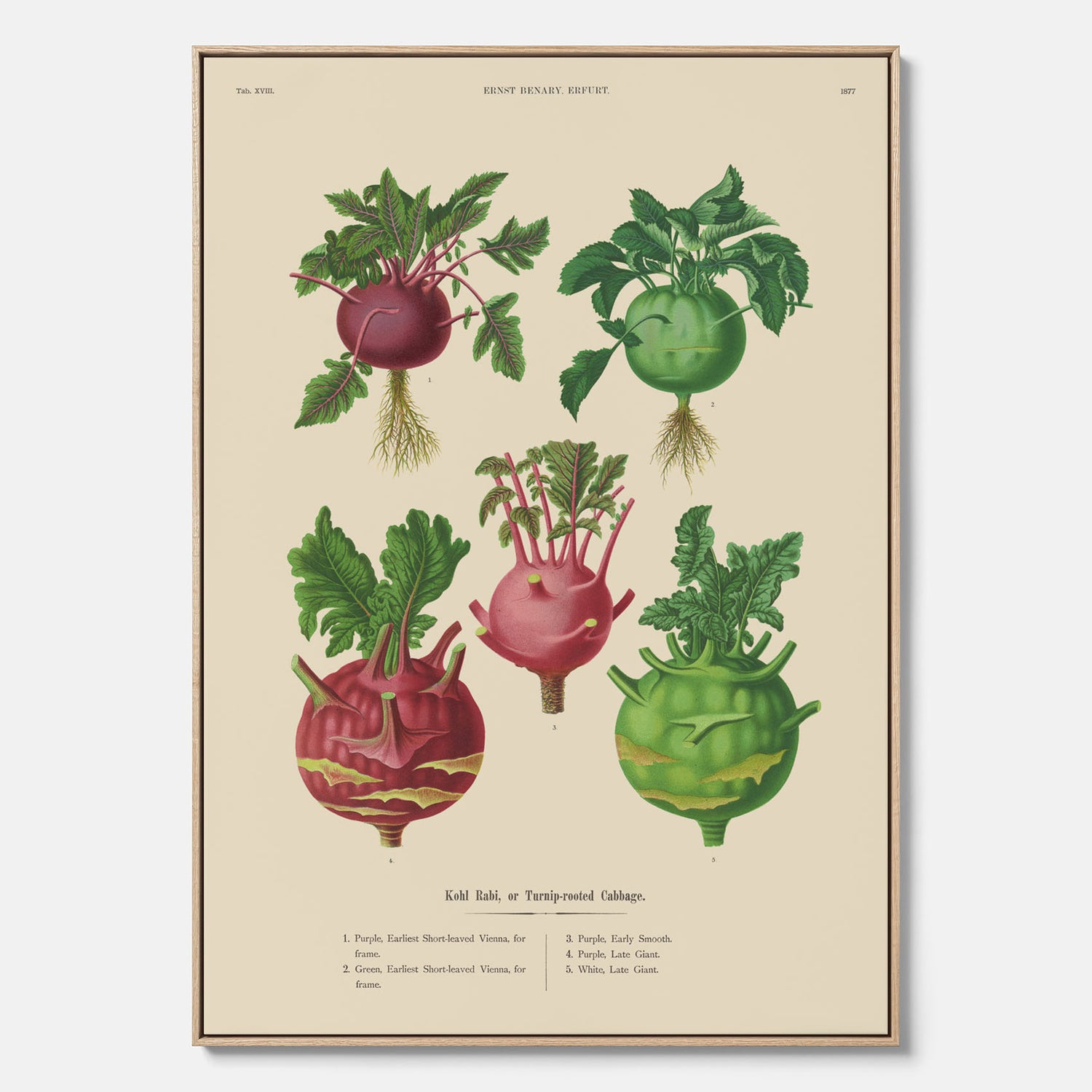 Kökstavla med Kålrabbi &amp; Kålrot poster – Canvas med kålrabbi, kålrotposter av Ernst Benary, tavla med kålrabbi och kålrot, skolposter, köksposter, poster till kök