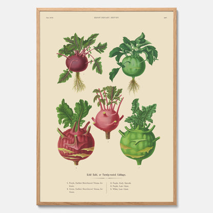Kökstavla med Kålrabbi &amp; Kålrot poster – Plansch med kålrabbi, kålrotposter av Ernst Benary, tavla med kålrabbi och kålrot, skolposter, köksposter, poster till kök