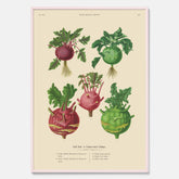 Kökstavla med Kålrabbi & Kålrot poster – Plansch med kålrabbi, kålrotposter av Ernst Benary, tavla med kålrabbi och kålrot, skolposter, köksposter, poster till kök
