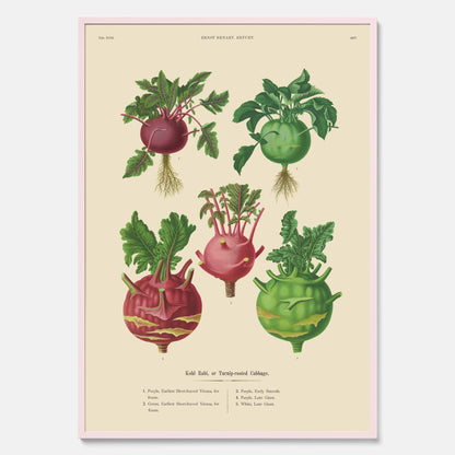 Kökstavla med Kålrabbi &amp; Kålrot poster – Plansch med kålrabbi, kålrotposter av Ernst Benary, tavla med kålrabbi och kålrot, skolposter, köksposter, poster till kök