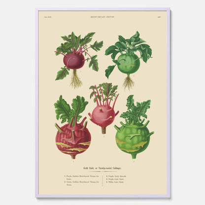 Kökstavla med Kålrabbi &amp; Kålrot poster – Plansch med kålrabbi, kålrotposter av Ernst Benary, tavla med kålrabbi och kålrot, skolposter, köksposter, poster till kök