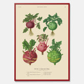 Kökstavla med Kålrabbi & Kålrot poster – Plansch med kålrabbi, kålrotposter av Ernst Benary, tavla med kålrabbi och kålrot, skolposter, köksposter, poster till kök