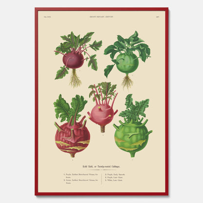 Kökstavla med Kålrabbi &amp; Kålrot poster – Plansch med kålrabbi, kålrotposter av Ernst Benary, tavla med kålrabbi och kålrot, skolposter, köksposter, poster till kök