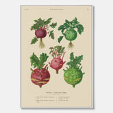 Kökstavla med Kålrabbi & Kålrot poster – Canvas med kålrabbi, kålrotposter av Ernst Benary, tavla med kålrabbi och kålrot, skolposter, köksposter, poster till kök