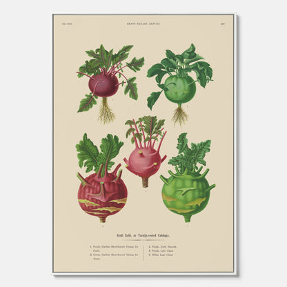 Kökstavla med Kålrabbi &amp; Kålrot poster – Canvas med kålrabbi, kålrotposter av Ernst Benary, tavla med kålrabbi och kålrot, skolposter, köksposter, poster till kök