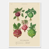 Kökstavla med Kålrabbi & Kålrot poster – Plansch med kålrabbi, kålrotposter av Ernst Benary, tavla med kålrabbi och kålrot, skolposter, köksposter, poster till kök
