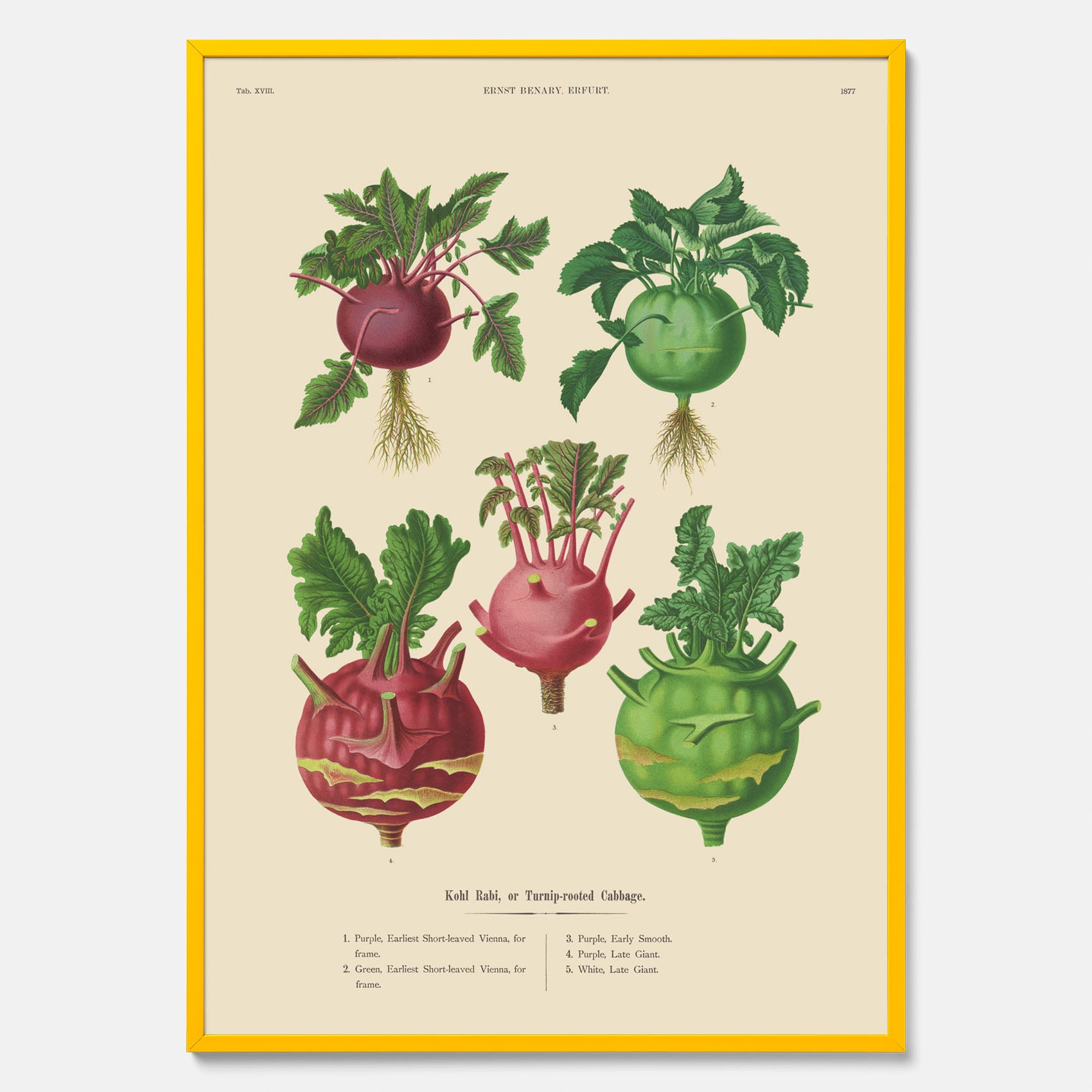 Kökstavla med Kålrabbi &amp; Kålrot poster – Plansch med kålrabbi, kålrotposter av Ernst Benary, tavla med kålrabbi och kålrot, skolposter, köksposter, poster till kök