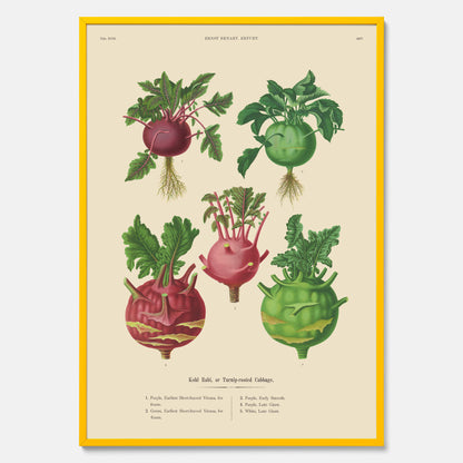 Kökstavla med Kålrabbi &amp; Kålrot poster – Plansch med kålrabbi, kålrotposter av Ernst Benary, tavla med kålrabbi och kålrot, skolposter, köksposter, poster till kök