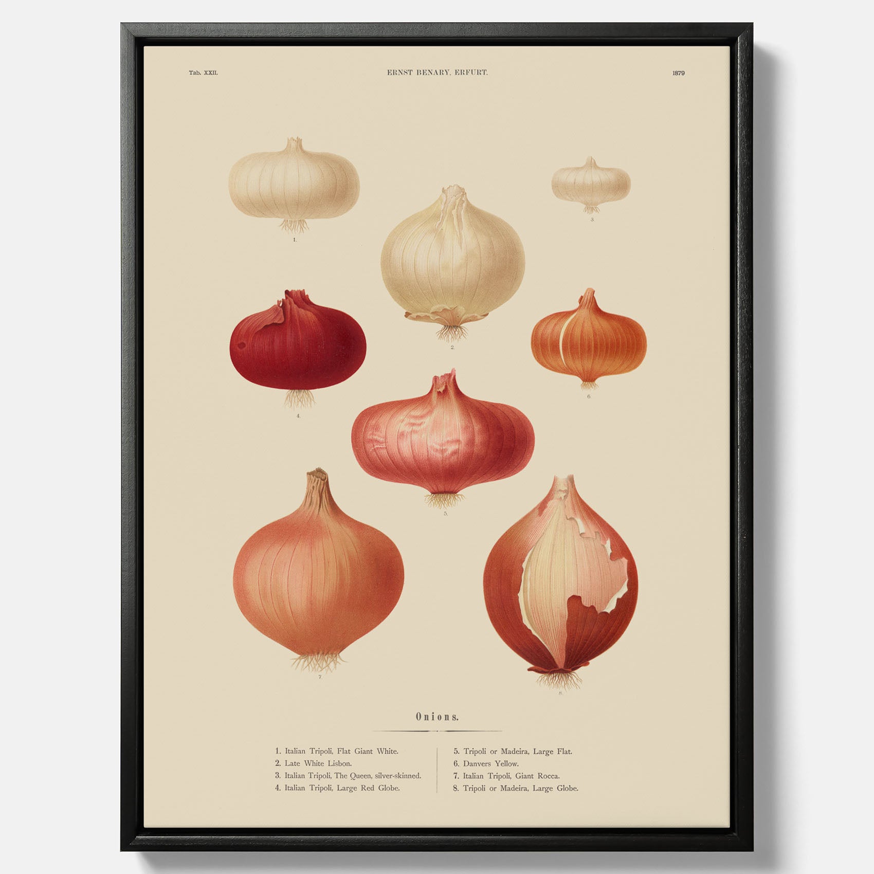 Kökstavla med lökar poster – Canvastavla med lökar, lökposter av Ernst Benary, tavla med lök, skolposter, köksposter, poster till kök