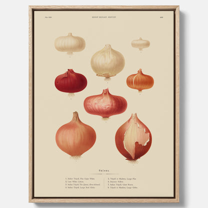 Kökstavla med lökar poster – Canvastavla med lökar, lökposter av Ernst Benary, tavla med lök, skolposter, köksposter, poster till kök