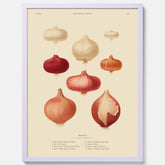Kökstavla med lökar poster – Plansch med lökar, lökposter av Ernst Benary, tavla med lök, skolposter, köksposter, poster till kök