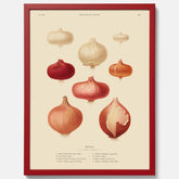 Kökstavla med lökar poster – Plansch med lökar, lökposter av Ernst Benary, tavla med lök, skolposter, köksposter, poster till kök
