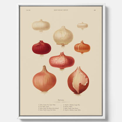 Kökstavla med lökar poster – Canvastavla med lökar, lökposter av Ernst Benary, tavla med lök, skolposter, köksposter, poster till kök