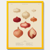 Kökstavla med lökar poster – Plansch med lökar, lökposter av Ernst Benary, tavla med lök, skolposter, köksposter, poster till kök