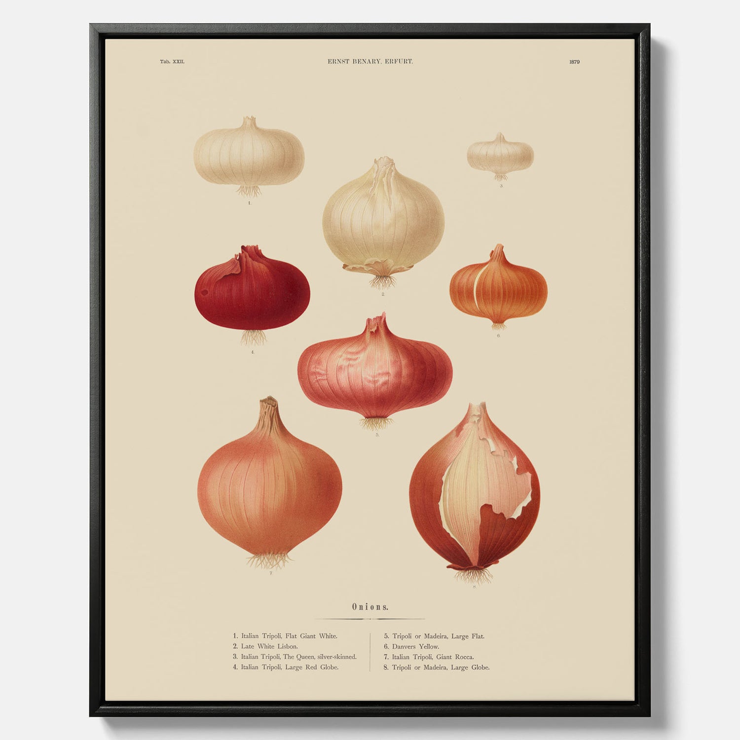 Kökstavla med lökar poster – Canvastavla med lökar, lökposter av Ernst Benary, tavla med lök, skolposter, köksposter, poster till kök