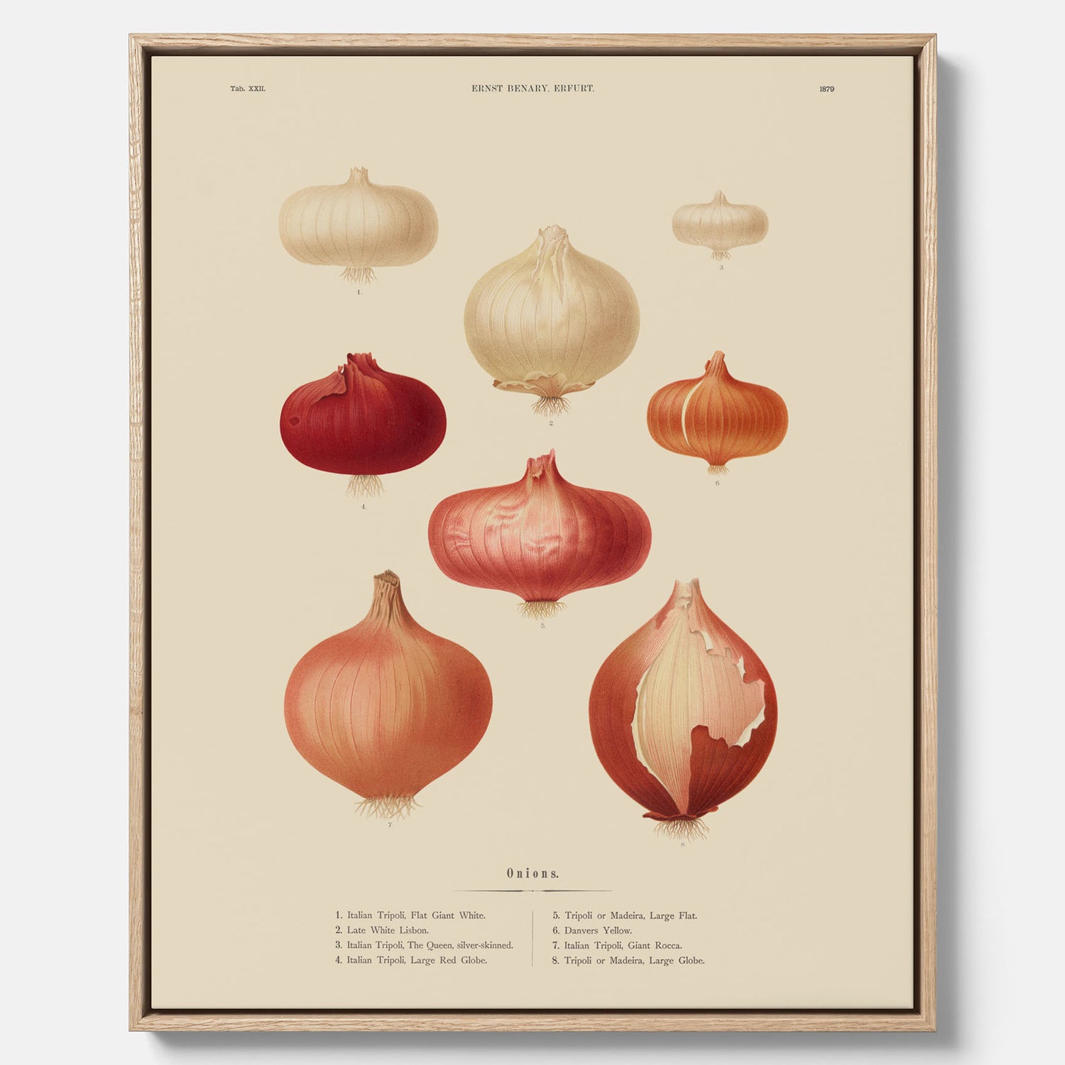 Kökstavla med lökar poster – Canvastavla med lökar, lökposter av Ernst Benary, tavla med lök, skolposter, köksposter, poster till kök