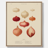 Kökstavla med lökar poster – Canvastavla med lökar, lökposter av Ernst Benary, tavla med lök, skolposter, köksposter, poster till kök