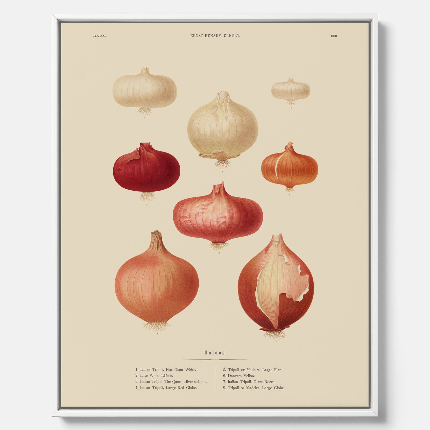 Kökstavla med lökar poster – Canvastavla med lökar, lökposter av Ernst Benary, tavla med lök, skolposter, köksposter, poster till kök