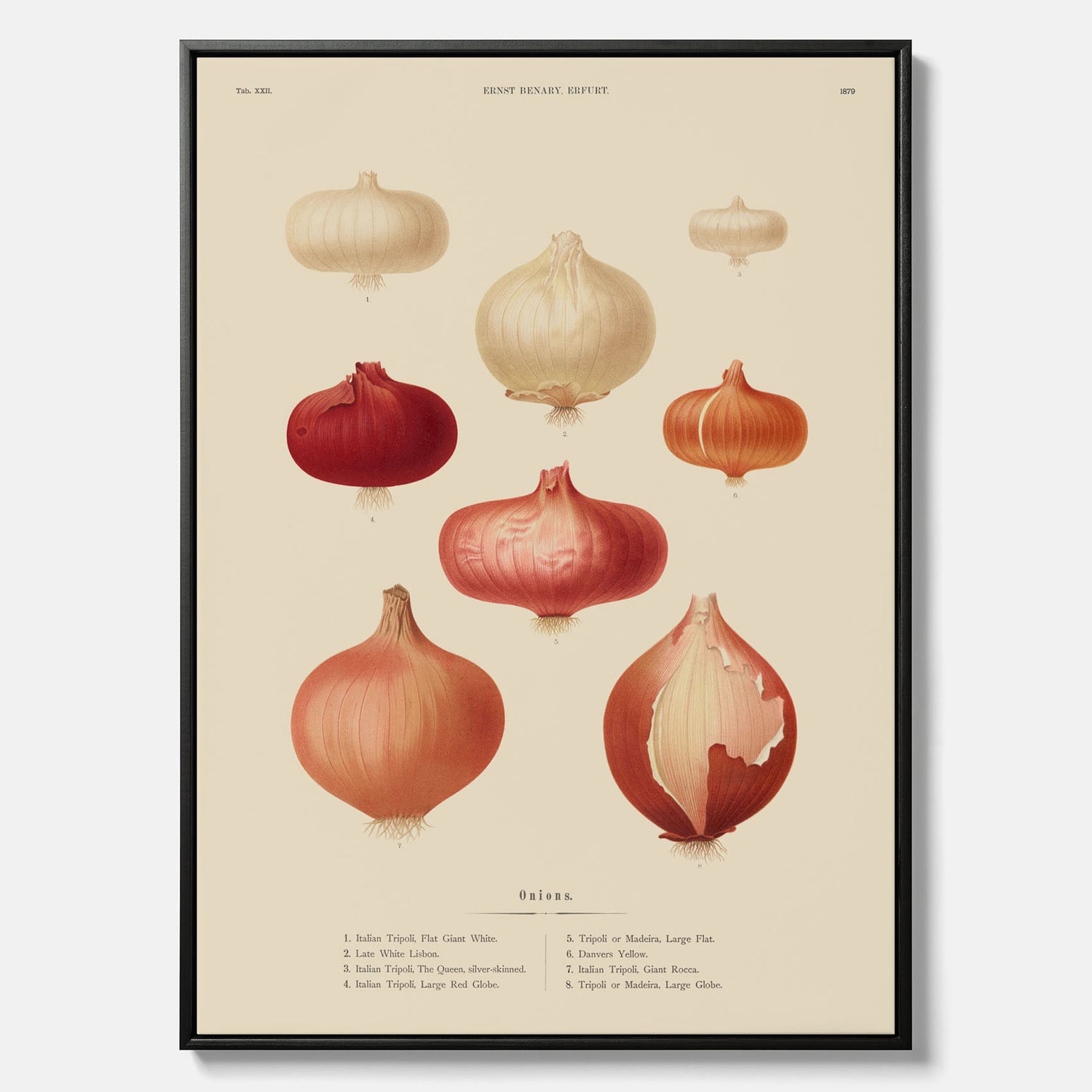 Kökstavla med lökar poster – Canvastavla med lökar, lökposter av Ernst Benary, tavla med lök, skolposter, köksposter, poster till kök