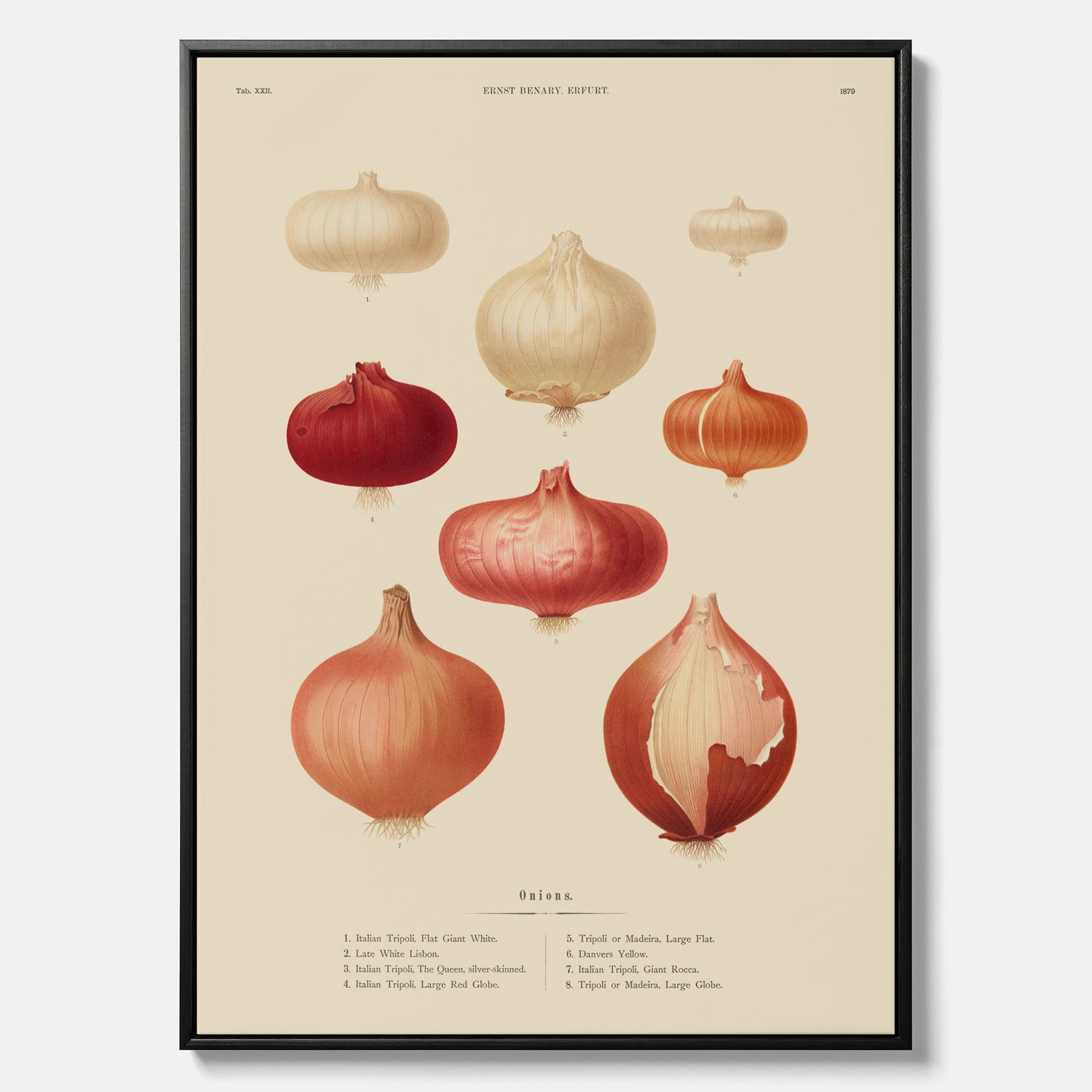 Kökstavla med lökar poster – Canvastavla med lökar, lökposter av Ernst Benary, tavla med lök, skolposter, köksposter, poster till kök