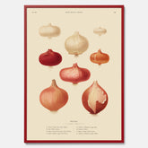 Kökstavla med lökar poster – Plansch med lökar, lökposter av Ernst Benary, tavla med lök, skolposter, köksposter, poster till kök